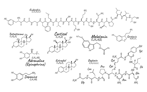 Grand Ensemble Humain Hormone Concept étiquette D'icône Formule Squelettique Chimique, Illustration Vectorielle De Police De Texte, Isolé Sur Blanc. Tableau Des éléments Périodiques. Système Endocrinien De Mode De Vie Sain.