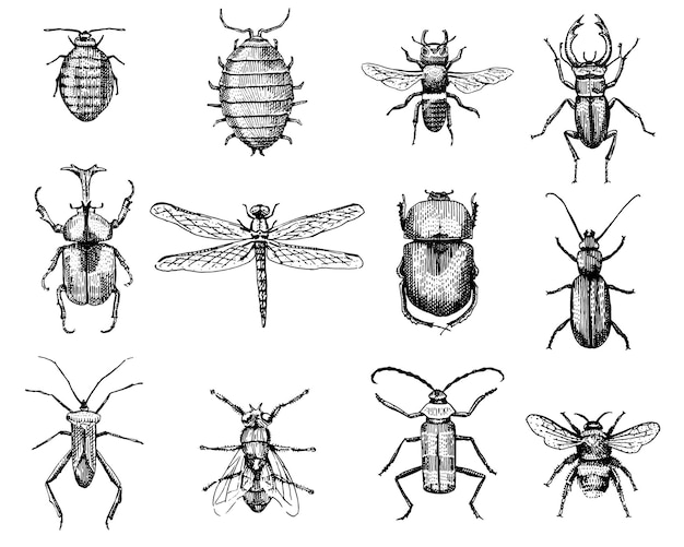 Grand Ensemble D'insectes Insectes Coléoptères Et Abeilles De Nombreuses Espèces Dans Le Style Ancien Dessiné à La Main Vintage Gravure Illustration Gravure Sur Bois