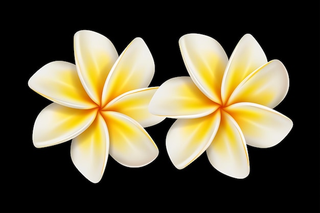 Vecteur le grand frangipani blanc jaune