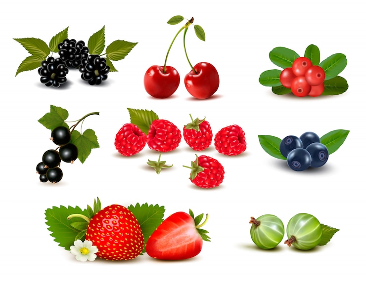 Vecteur grand groupe de baies fraîches et de cerises. illustration