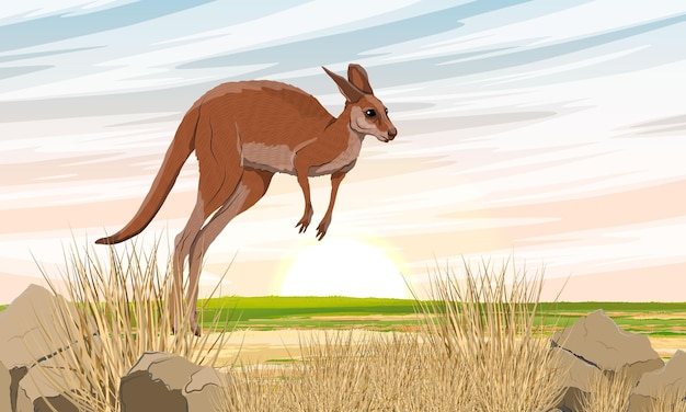 Vecteur un grand kangourou rouge saute à travers les plaines espèces endémiques sauvages d'animaux d'australie