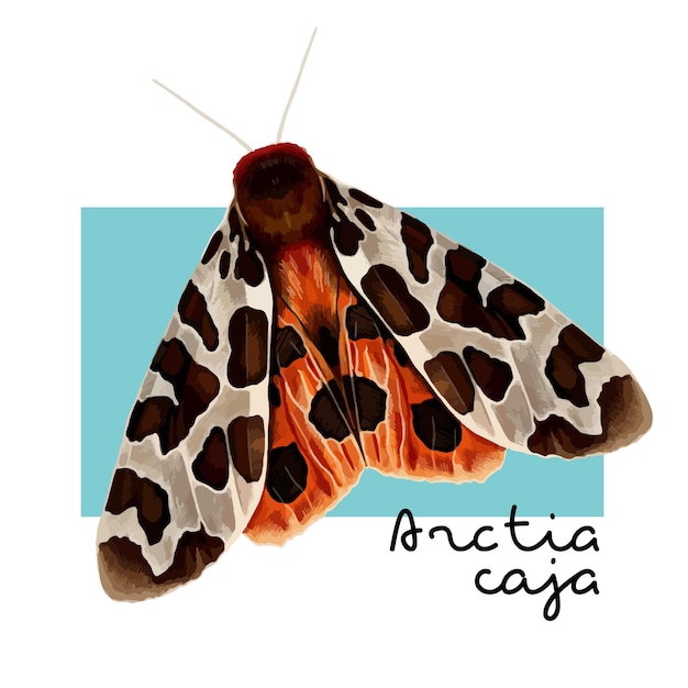 Le grand papillon du tigre ou Arctia caja Vector illustration colorée dessinée à la main avec une inscription