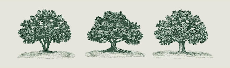 Vecteur grande illustration vectorielle d'arbre dessiné à la main, un grand chêne, dessiné à la main puis transformé en vecteur.