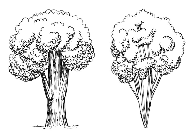 Grands arbres ensemble d'illustration vectorielle de dessin à la main