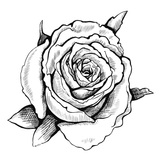 Graphique dessiné rose Illustration vectorielle isolée sur fond blanc