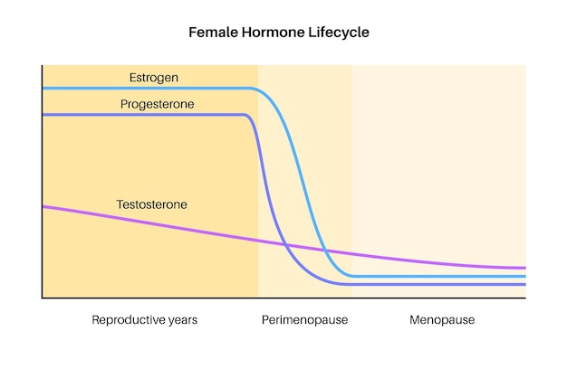 Vecteur graphique du mode de vie des hormones féminines diagramme de la testostérone et de la progestérone des œstrogènes dans le corps de la femme pendant les années de reproduction périménopause et ménopause niveau maximum et minimum vecteur plat médical