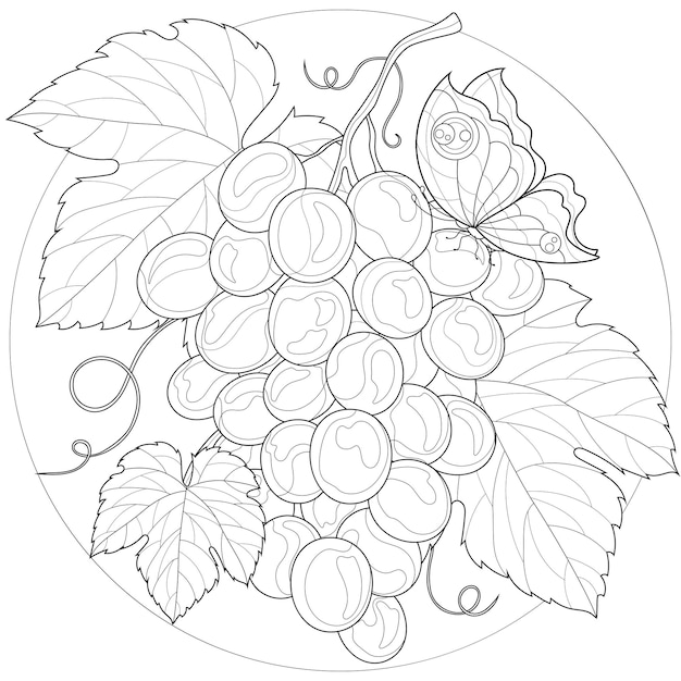 Grappe De Raisin Avec Feuille. Papillon.livre De Coloriage Antistress Pour Enfants Et Adultes. Illustration Isolée Sur Fond Blanc. Style Zen-tangle.