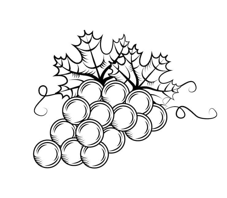 Vecteur une grappe de raisin