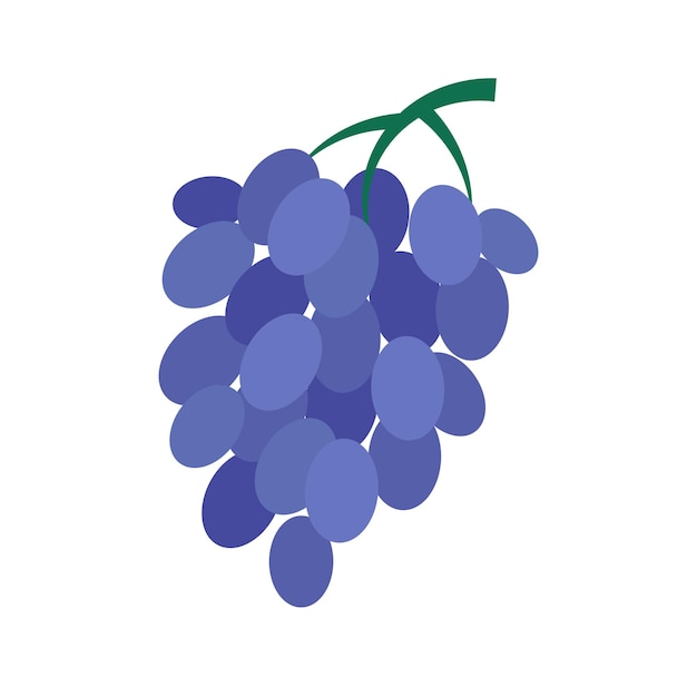 Vecteur une grappe de raisins juteux mûrs cueillant des raisins d'été