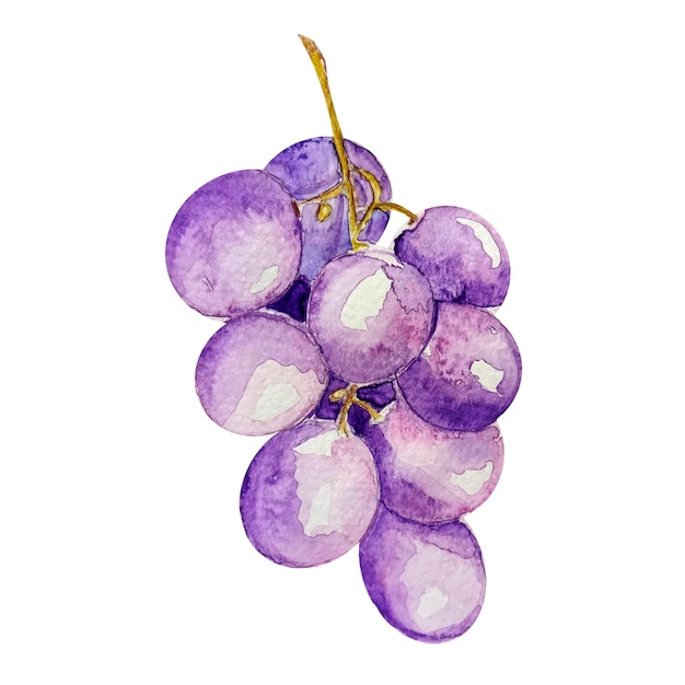 Grappe De Vecteur De Raisins Avec Aquarelle D'imitation De Baies