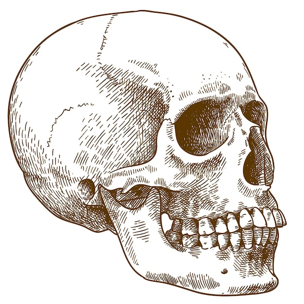 Vecteur gravure antique vecteur dessin illustration de crâne humain isolé sur fond blanc