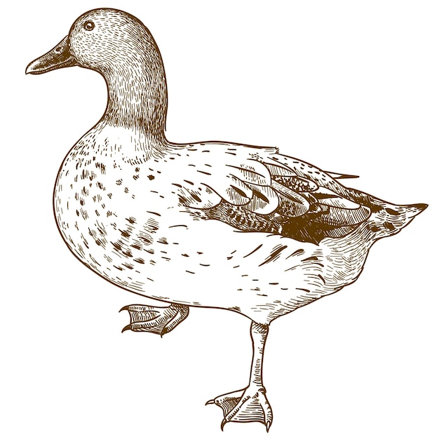 Gravure Antique Vecteur Dessin Illustration D'oiseau Canard Isolé Sur Fond Blanc