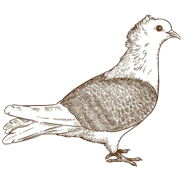 Gravure Antique Vecteur Dessin Illustration De Pigeon Ou D'oiseau Colombe Isolé Sur Fond Blanc