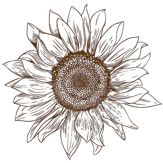 Gravure dessin illustration de gros tournesol