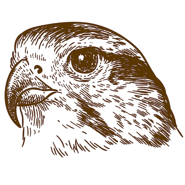 Vecteur gravure dessin illustration de tête de faucon