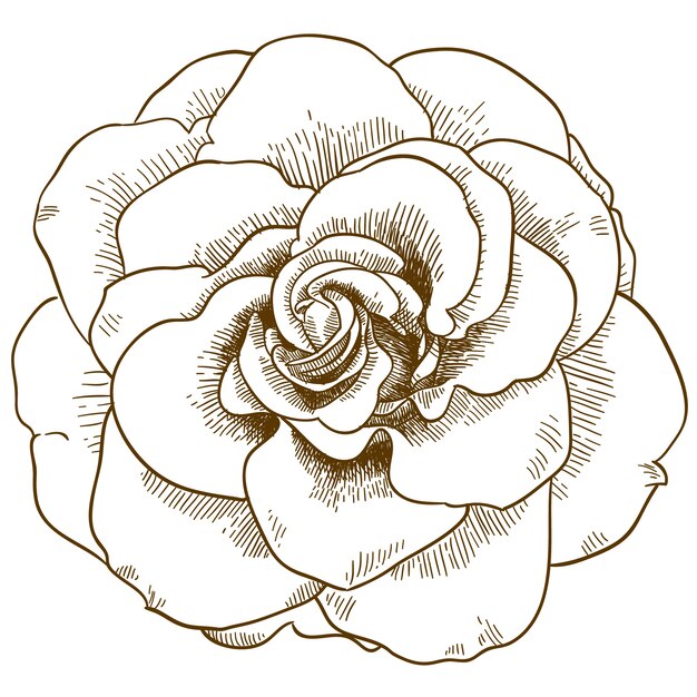 Gravure Illustration De Fleur Rose