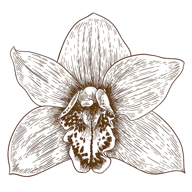 Gravure Illustration D'orchidée Flover