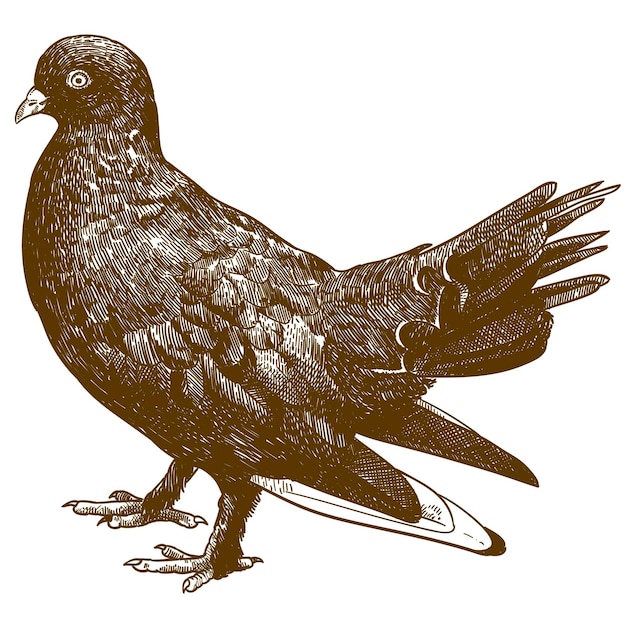 Vecteur gravure vectorielle dessin illustration de pigeon noir ou oiseau colombe isolé sur fond blanc