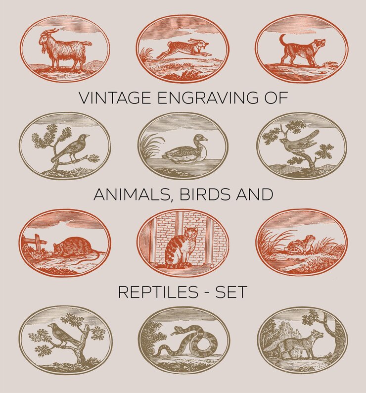 Vecteur gravure vintage d'animaux oiseaux et reptiles de la fonderie de type baltimore 1832