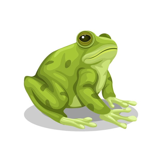 Grenouille assis espèce animale dessin animé illustration vecteur