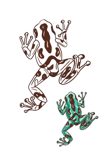 Vecteur grenouilles colorées vives animaux de la faune tropicale amphibiens reptil
