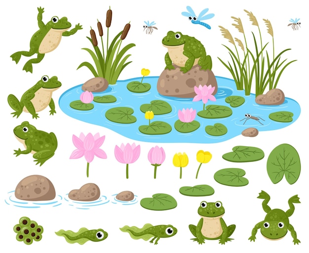 Grenouilles de dessin animé. Mascottes d'amphibiens mignons, frogspawn, têtards, grenouilles vertes, nénuphars, étang d'été et ensemble d'illustrations vectorielles d'insectes. Habitat naturel des grenouilles. Têtard mignon, bébé grenouille et crapaud