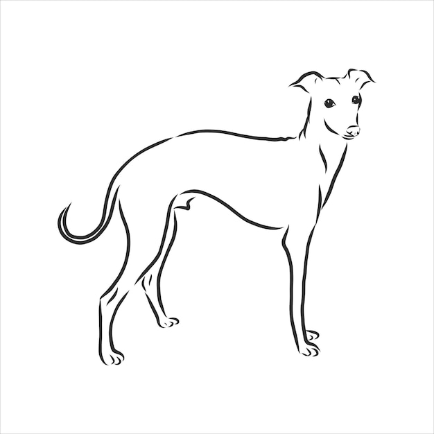 Greyhound, Montrant Un Chien Mâle, Illustration Gravée, Croquis