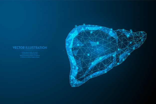 Gros Plan Du Foie Humain. Anatomie Des Organes. Diagnostic De La Maladie Cirrhose, Cancer, Intoxication, Hépatite. Médecine Et Technologie Innovantes. Illustration Filaire 3d Low Poly.