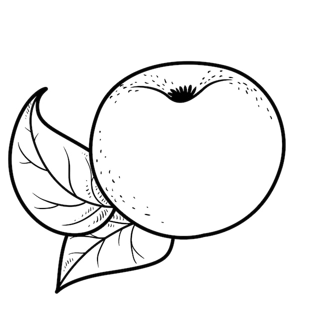 Vecteur grosse pomme avec dessin linéaire de feuilles sur fond blanc