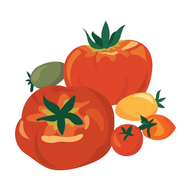 Vecteur grosses tomates et tomates cerises de différentes couleurs illustration vectorielle de légumes sains
