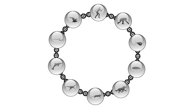Groupe de différentes silhouettes d'animaux avec la spirale d'ADN Illustration vectorielle de l'évolution conc