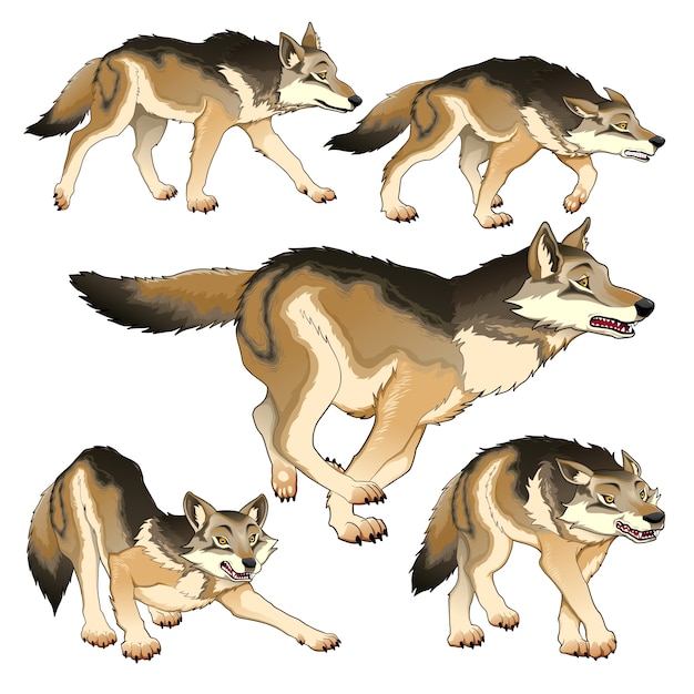 Vecteur groupe de loups isolés illustration vectorielle