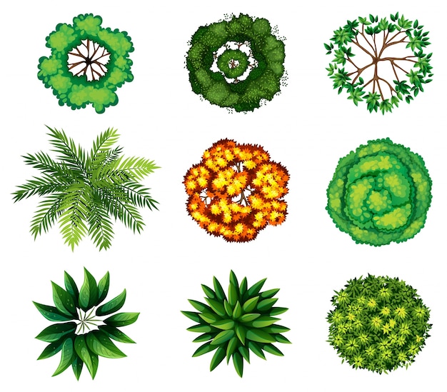 Un groupe de plantes
