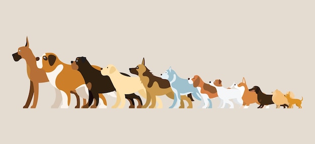 Groupe De Races De Chiens Illustration Vue Latérale Disposés En Ordre De Hauteur