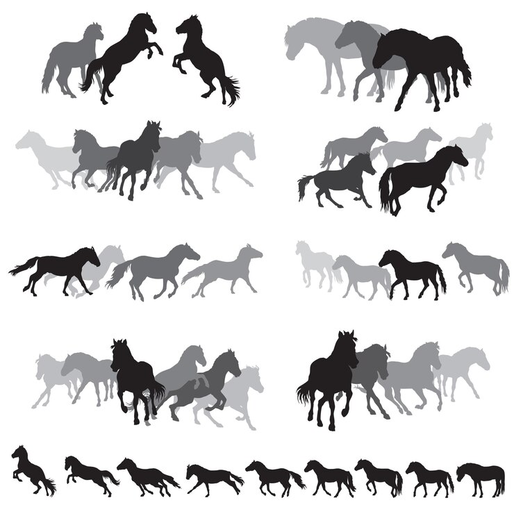 Vecteur groupe de silhouettes isolées noires et grises de chevaux (poney du fjord norvégien) debout, marchant, courant isolé sur fond blanc. illustration vectorielle.