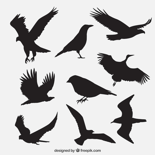 groupe de silhouettes d'oiseaux