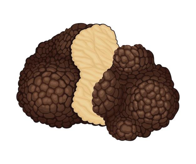 Vecteur halved truffle as fruiting body of subterranean ascomycete fungus vector illustration