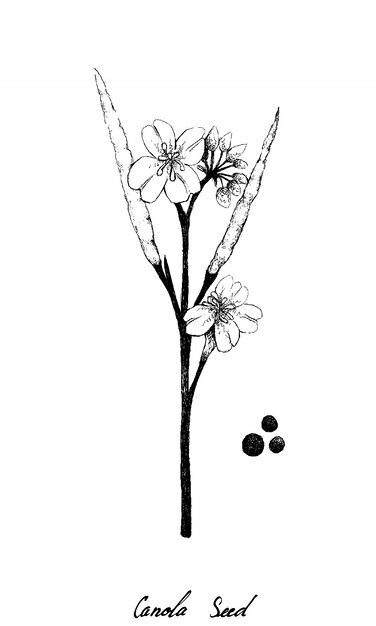 Hand Drawn Of Canola Pod And Seed