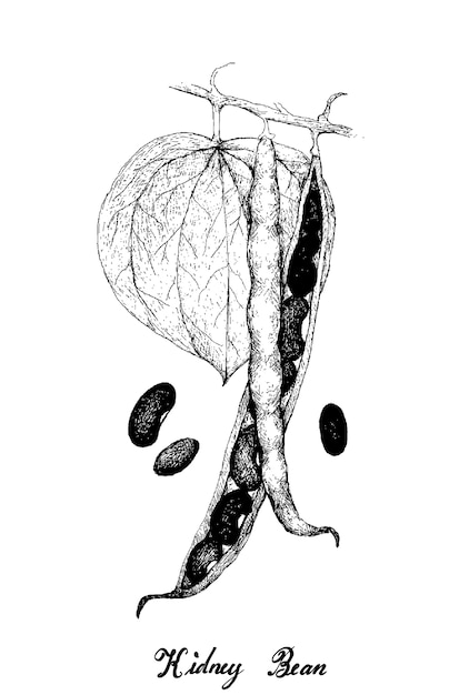 Hand Drawn Of Kidney Bean Pods Sur Une Plante