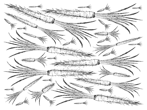 Vecteur hand drawn of salsify sur fond blanc