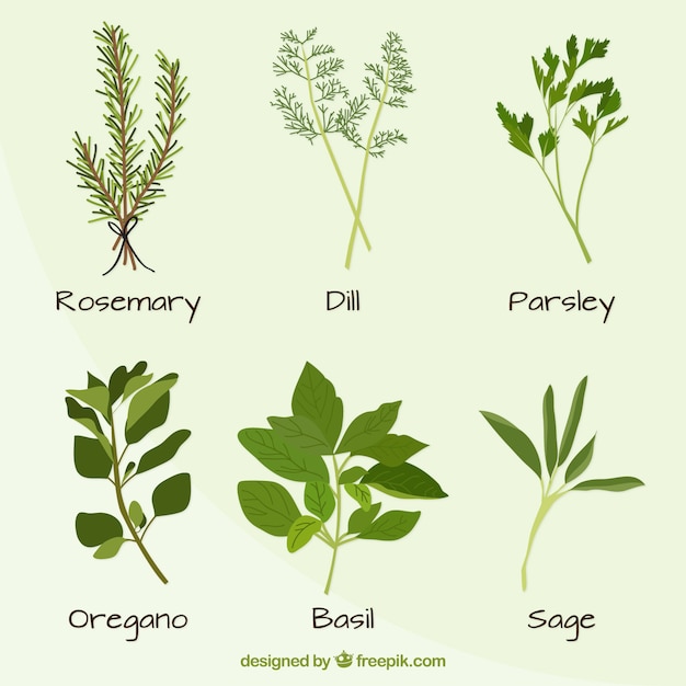 Hand drawn variété de plantes mis