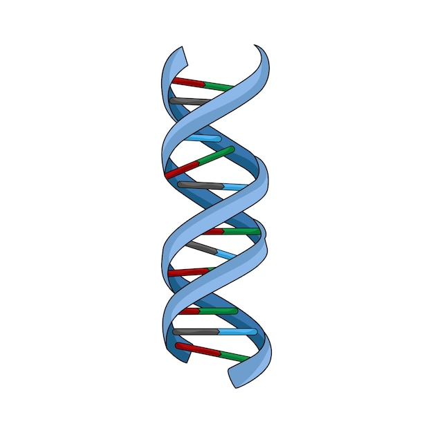 hélice de l'ADN