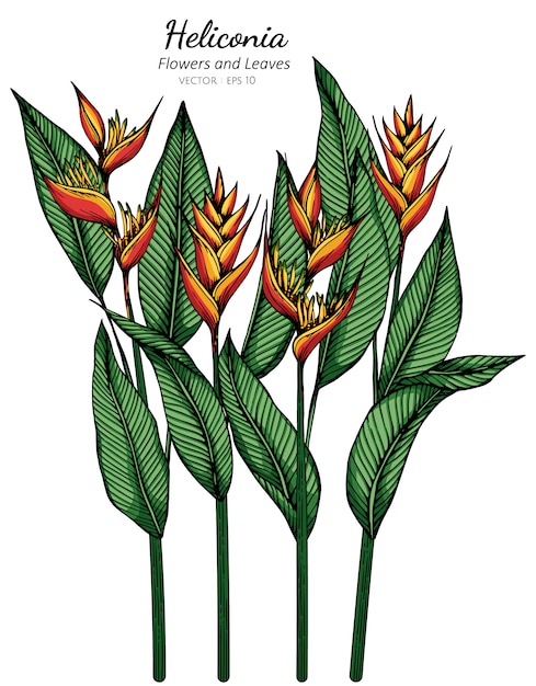 Heliconia Fleur Et Feuille Dessin Illustration Avec Dessin Au Trait Sur Fond Blanc.