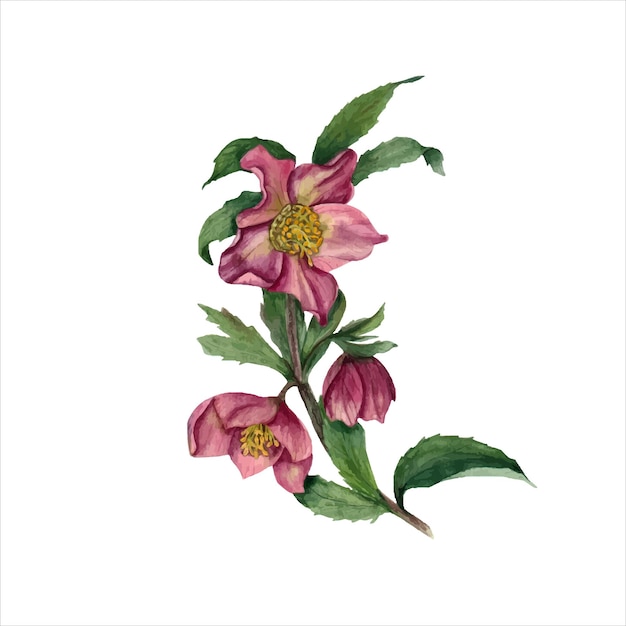 Vecteur helleborus avec des feuilles branche d'helleborus fleur de printemps illustration à l'aquarelle