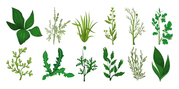 Vecteur herbe de champ vert sertie d'icônes isolées de pousses mûres et de feuilles fraîches de diverses plantes illustration vectorielle