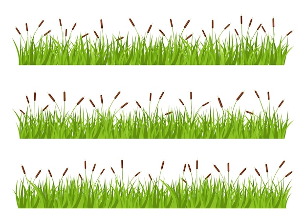 Vecteur herbe avec illustration de conception de vecteur de quenouille isolé sur fond blanc