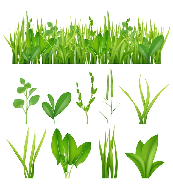 Vecteur herbe réaliste. écologie définie des herbes vertes laisse des plantes lifes prairies collection d'éléments vectoriels. prairie verte d'herbe, illustration luxuriante d'été de pelouse