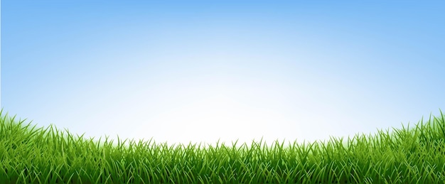 Herbe verte avec ciel bleu