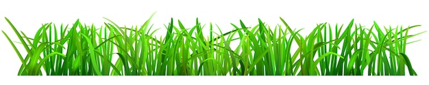 Herbe verte sur fond blanc