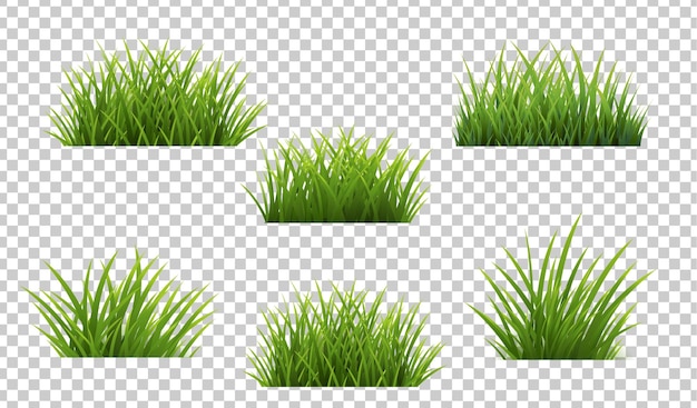 Herbe verte avec fond transparent